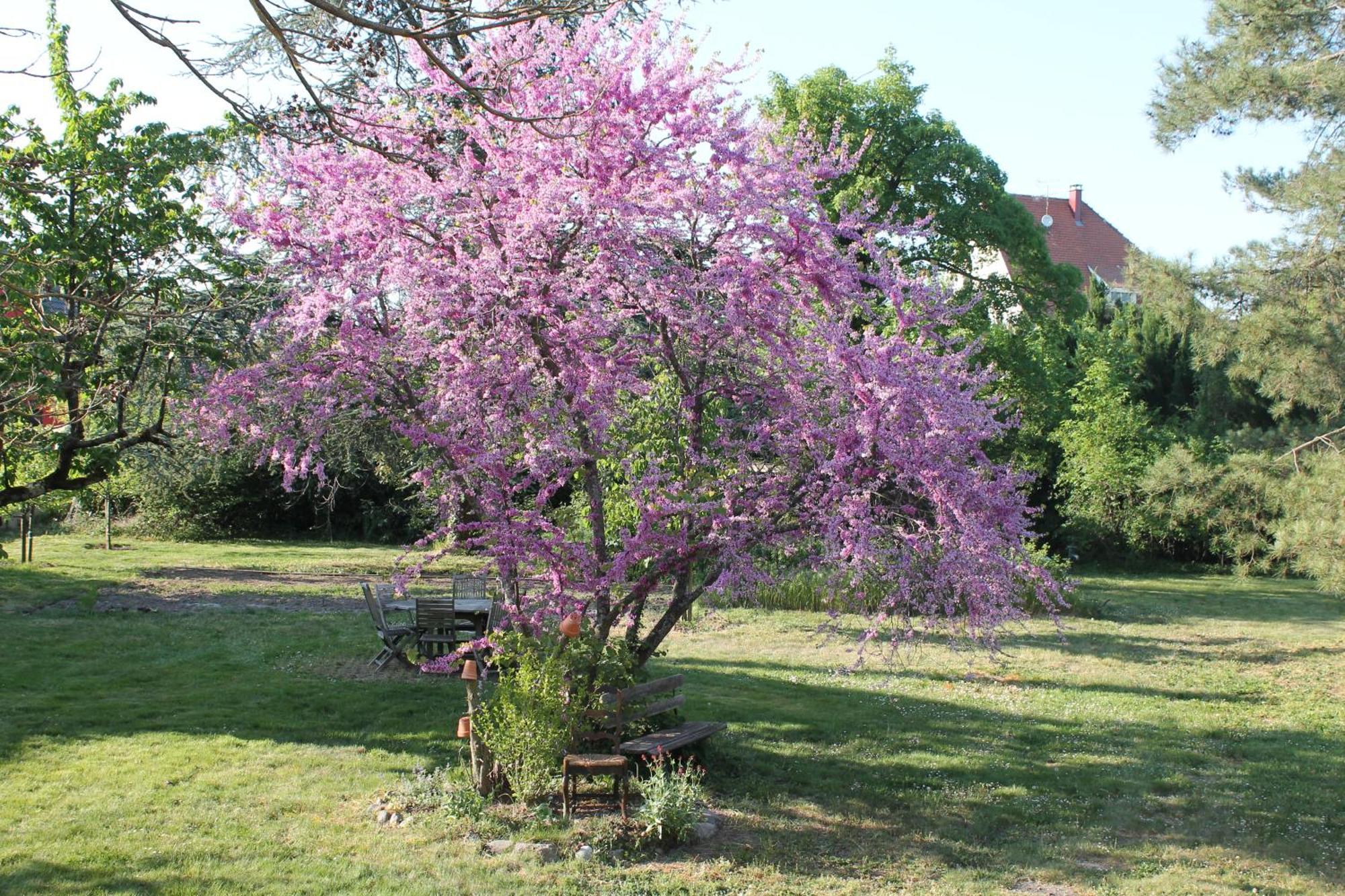 Aux Berges De La Thur Staffelfelden Exteriér fotografie